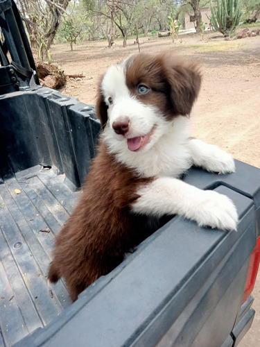 Cachorros Border Collie Chocolate Inscritos Kennel Club