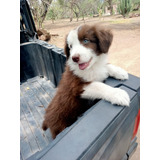 Cachorros Border Collie Chocolate Inscritos Kennel Club