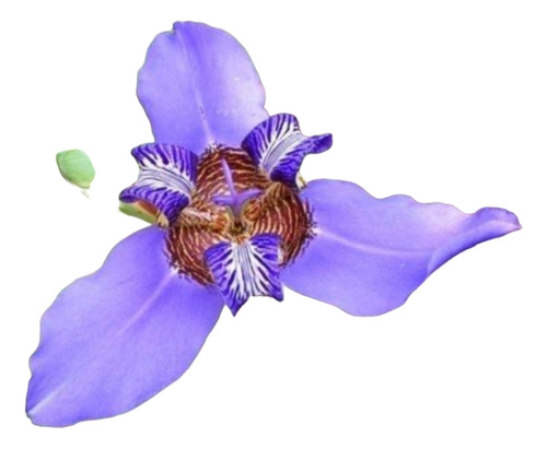 Planta Iris Gigantes Lirio Regina Caerulea