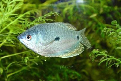 Peces Tricho 4 A 6 Cm Pethome Chile