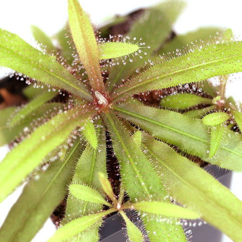 Drosera Adelae Tamaño Extra Grande - Plantas Carnívoras