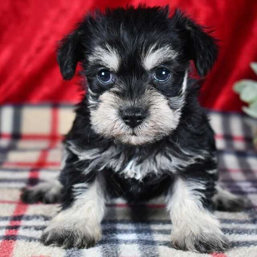 Cachorro Schnauzer Mini. Estancia La Nicola 04