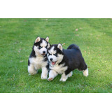 Husky Siberiano Filhotes Mais Lindos Disponíveis 