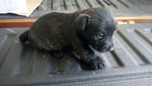 Scottish Terrier O Terrier Escoses (abigarrados) 