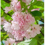 Cerezo Japonés Kwanzan Doble Pétalo Rosa 60cm Aprox Arbolito