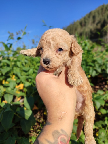 Hembra Caniche Apricot