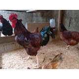 Ovos Galados Raça Rhode Island Red