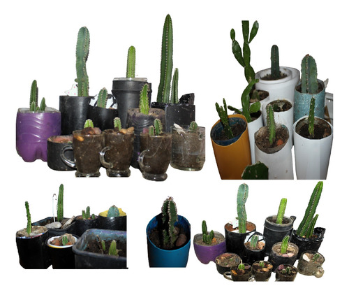 6 Cactus Maceta Reciclada- Euphorbia Trigona Defensa Energia