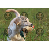Cachorros Labrador  Vacunados Y Desparasitados Con Grantia
