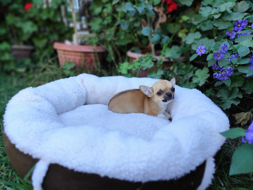 Hermosa Cachorrita Chihuahua Cabeza De Manzana 