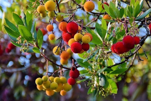 Madroño Frutal Arbustos Unedo Árbol Ornamental