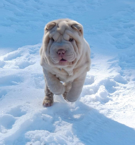 *aldea Of Peis* Cachorros Shar Pei Elegi El Tuyo!!