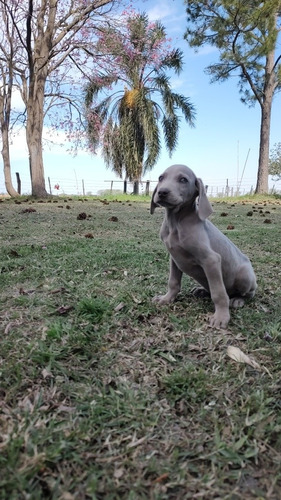 Weimaraner Cachorros 