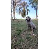 Weimaraner Cachorros 