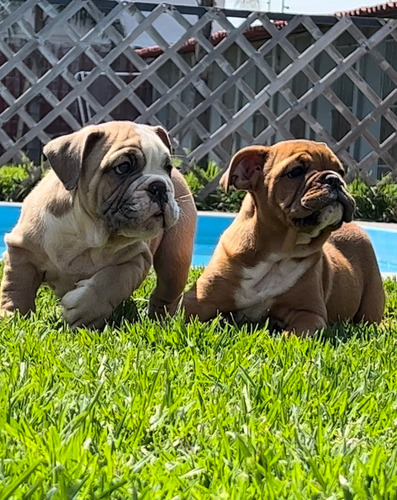 Cachorro Bulldog Ingles Criadero Profesional Garantía Total!