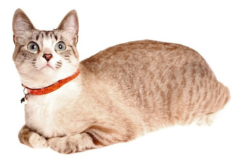 Collar Reflejante Para Gato Con Cascabel Innovapets