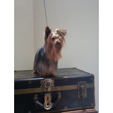 Yorkshire Terrier Cachorros (yorkies) (minis)