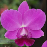 Orquideas Cattleya Aloha Case