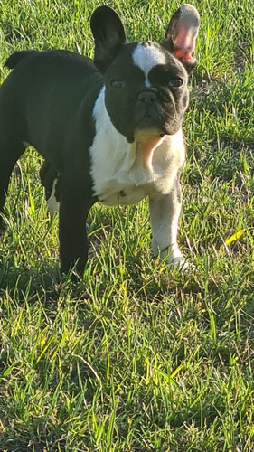 Cachorra Bulldog Francés Linea Compacta