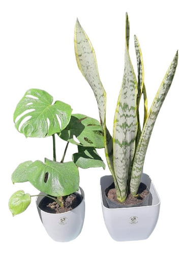 Plantas Combo, Sanseveria Y Monstera 