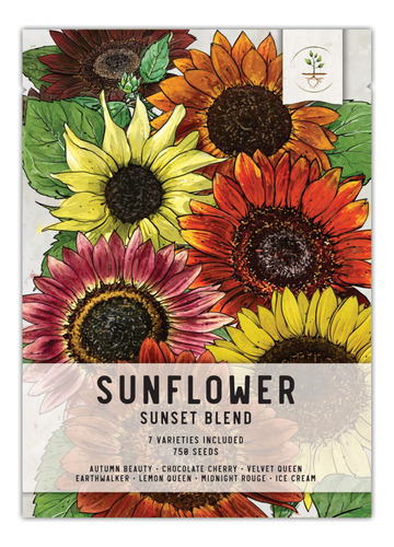 Seed Needs, Mas De 750 Semillas De Girasol Para Plantar  Sun