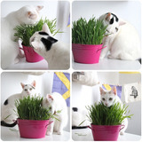 Sementes Grama Dos Gatos Catgrass Ideal Pra Jardim Ou Vasos