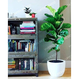 Ficus Pandurata, O Lyra De 80 Cm Envio A Toda La Republica