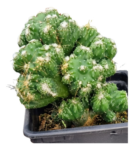 Cactus, Cereus Perunianus Monstruoso Crestado