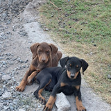 Cachorros Doberman Machos Y Hembras