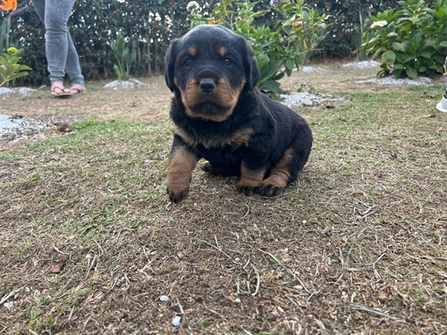 Rottweiler Hembra (perrosderaza)