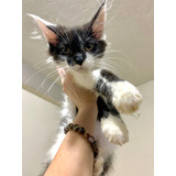 Maine Coon. Reserva Tu Gatito. Padres Importados C/registro