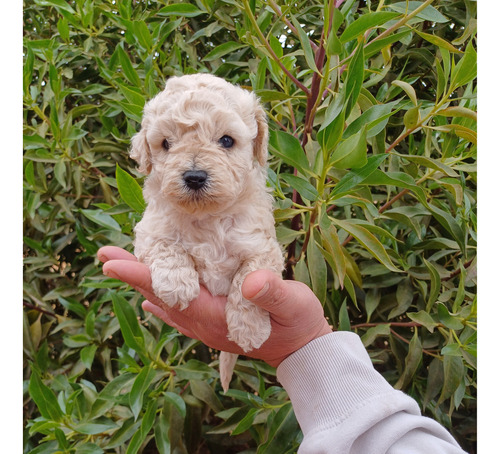 Cachorros Poodle Toys Vacunado Y Desparasitados