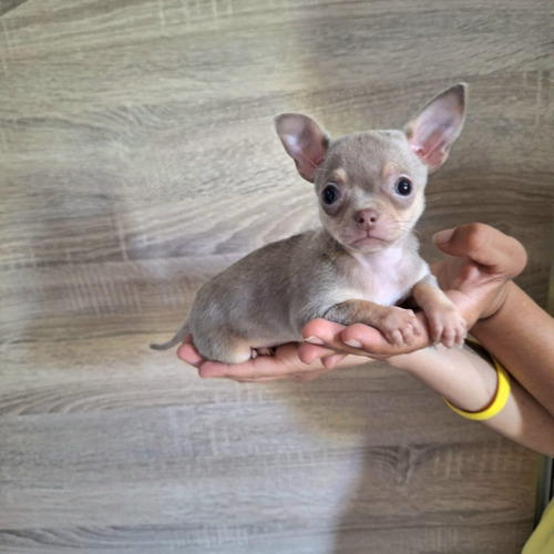 Chihuahua Hembra Lilac Ojos Claros