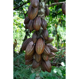 50 Semillas De Cacao Jumbo ( Germinacion Rapida )