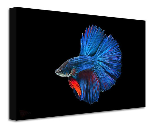 Cuadro Pescado Betta Canvas Grueso Cpb9 90x60