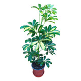 Cheflera Variegada O Schefflera 60 Cms  + Macetero Y Plato