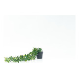 Enredadera Artificial Planta Colgante Con Maceta 55cm