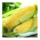  1 Kilo De Sementes De Milho Verde Híbrido Biomatrix 3061