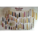 Poster Mexican Maize.