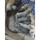 Cachorros Pitbull Terrier Blu Y Silver Fawn