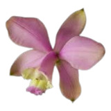 Orquidea Cattleya Loddigesii Clara X Striata Atiabaia