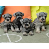 Fofos Schnauzer Fofinhos Lindos Filhotes Disponível