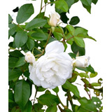 Rosa  Enredadera Blanca ( Planta )  Color Blanco Exoticas