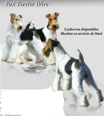 Fox Terrier Wire Cachorros De Excelencia Con Pedigree Fca