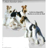 Fox Terrier Wire Cachorros De Excelencia Con Pedigree Fca