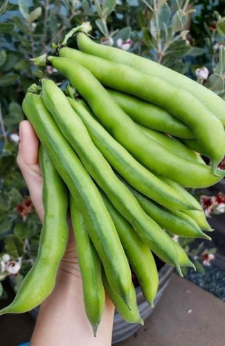 Semillas Habas! Vainas Gigantes! La Huerta Orgánica