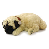 Cachorro Pug Viento Y Clima