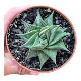 Muda Suculenta Haworthia Limifolia Natural Colecionador Flor