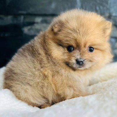 Pomerania Mini 3 Hembras 1 Garantia De Raza De Por Vida Vip Hembra Fawn Merle Micro Micro