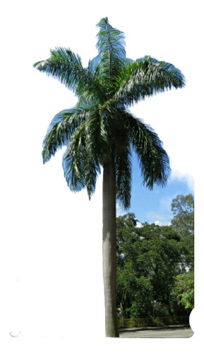 Plantas De Palmera Real 